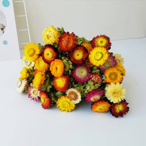 天然风干真花小雏菊干花花束ins网红装饰摆件diy文艺插花拍摄道具 - 图0