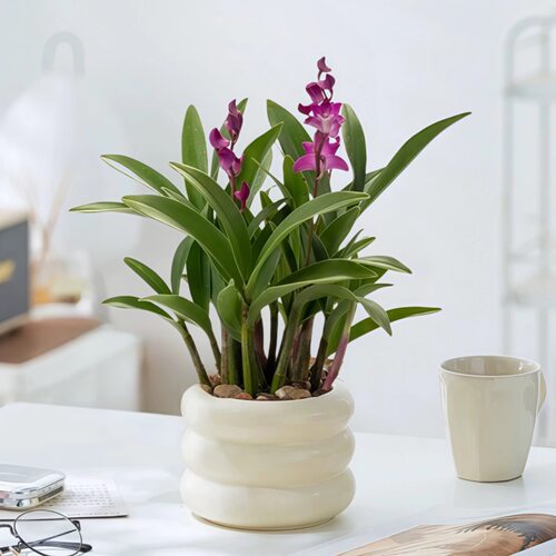 七彩香水石斛兰花四季兰好养绿植浓香改善睡眠绿植净化空气盆栽 - 图3