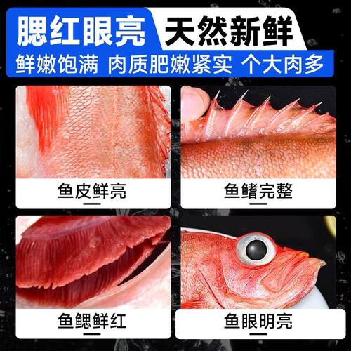 红石斑鱼鲜活冷冻超大红鱼龙胆富贵鱼深海鲈鱼多宝鱼新鲜海鲜水产 - 图0