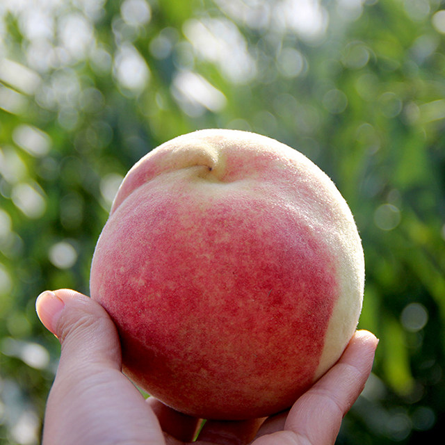 云南冬桃正宗新鲜水果桃子大脆桃当季整箱鲜果小桃子脆甜现摘大理,淘宝优惠券,粉丝福利购,淘宝优惠卷