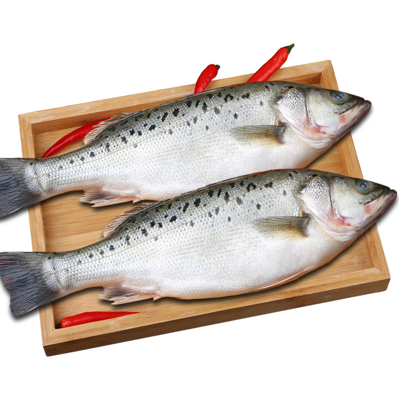 海鲈鱼新鲜冷冻海鱼鲜活深海鱼6条七星鱼海鲜水产海产品冰鱼卢鱼 - 图2