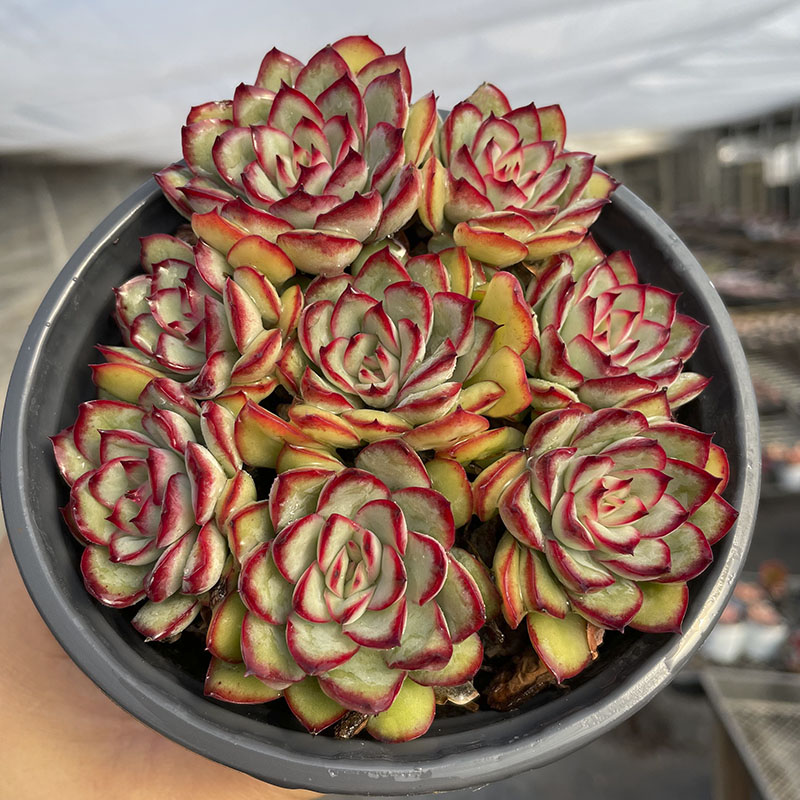 多肉植物小多肉盆栽肉肉植物组合盆栽生石花玉露基地自产自销-图0