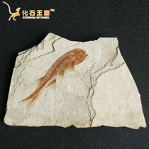 Special Price Liaoxi Ancient Bio Fossil Wolf-fin Fish Fossil Specimens Original Plate Ornamental Chishi Pendulum animal fossils