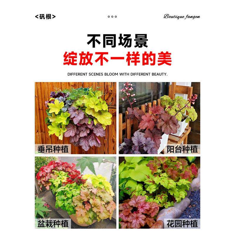矾根盆栽花卉植物室内好养的花苗四季常青观叶庭院耐寒花园易成活