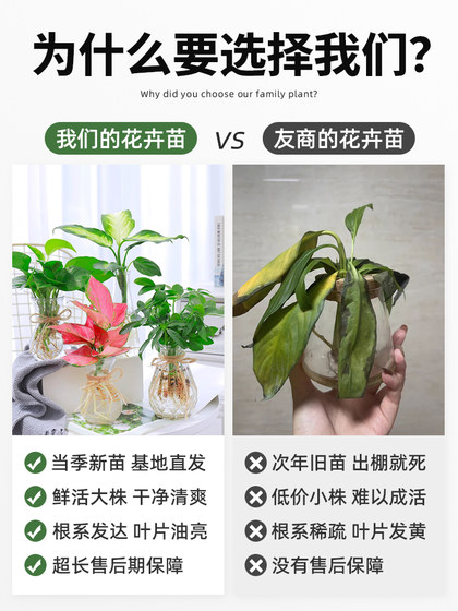 Flower potted hydroponic plants indoor green four