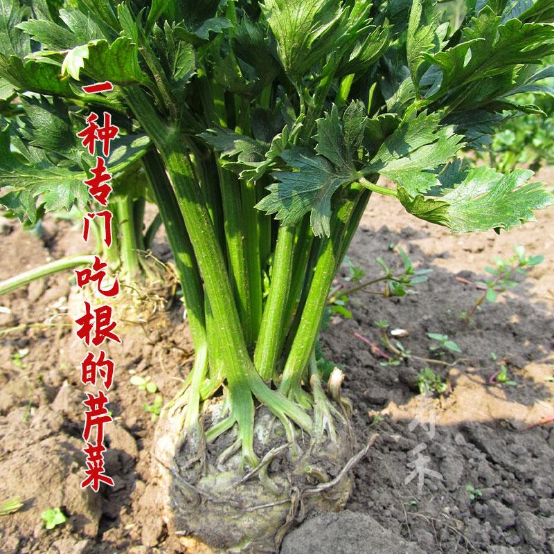 根芹种子芹菜种籽地中海根芹菜苗蔬菜种孑阳台春季四季播种