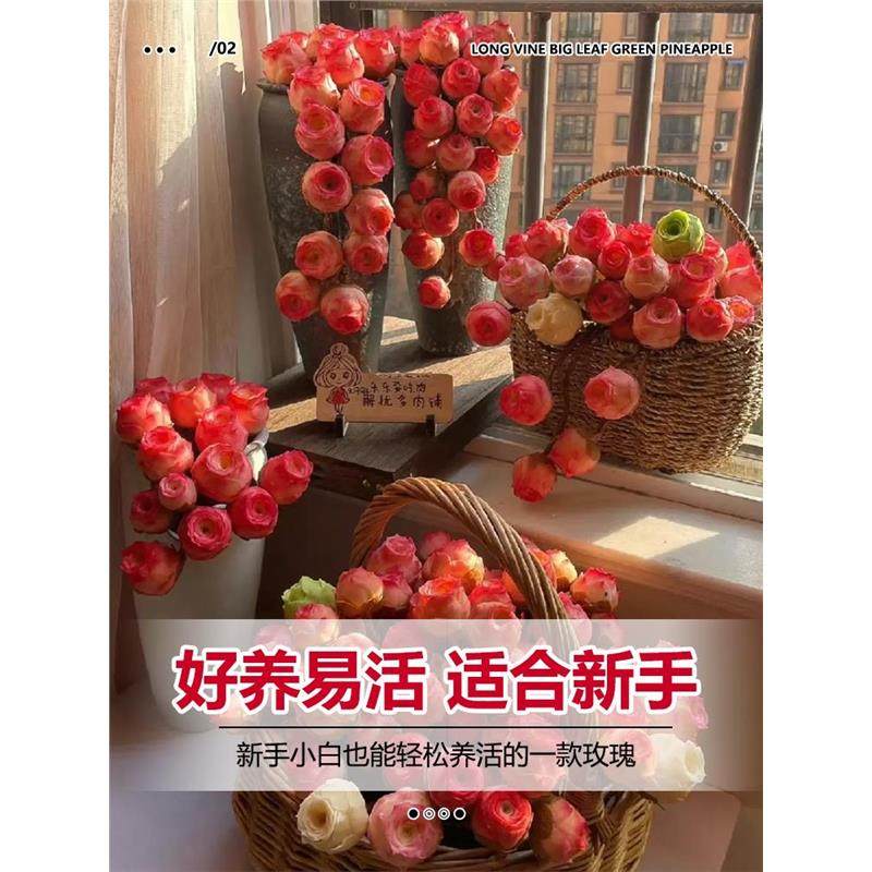 夏季多肉山地玫瑰水蜜桃酒杯粉耶罗鸡蛋翡翠球花绿多肉植物盆栽,淘宝优惠券,粉丝福利购,淘宝优惠卷