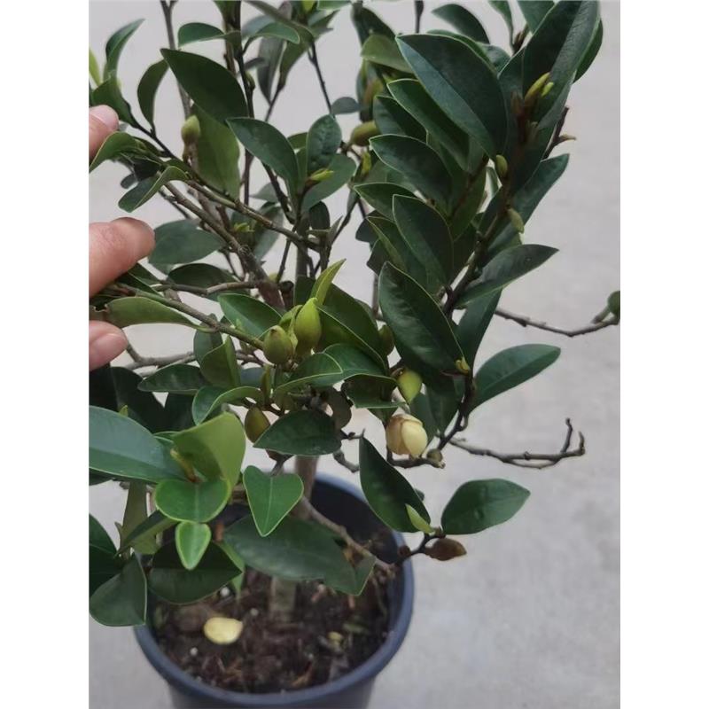 含笑花盆栽树苗室内阳台浓香型带花苞香蕉花庭院四季开花耐寒植物