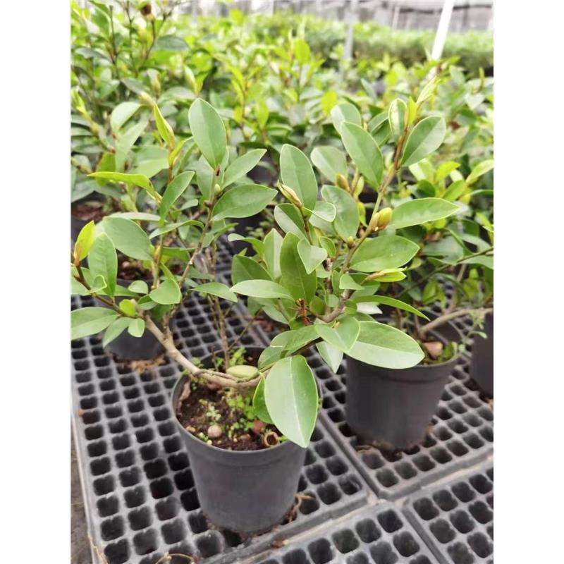 含笑花盆栽树苗室内阳台浓香型带花苞香蕉花庭院四季开花耐寒植物