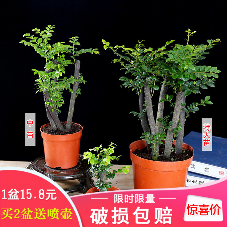 小叶紫檀盆景净化空气盆栽植物室内黑骨茶绿植四季常青办公室盆栽-图1