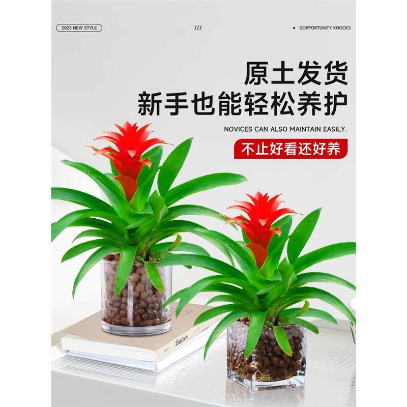 鸿运当头盆栽大盆适合客厅摆放的花家养花卉植物室内花好养活四季
