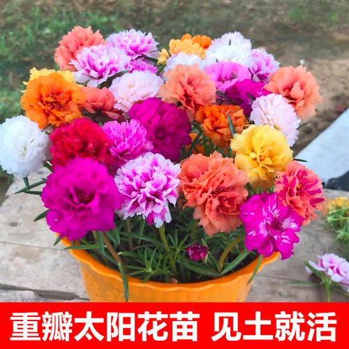 太阳花苗盆栽带花苞混色重瓣花卉观花植物室内花带根阳台四季开花 - 图0
