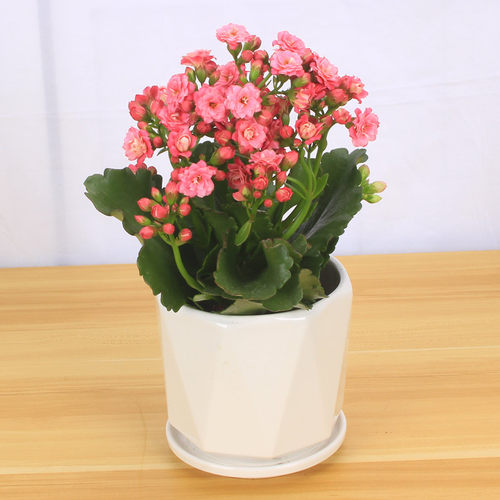 长寿花盆栽重瓣花苗四季开花的花带花苞观花植物室内大盆花卉好养 - 图0