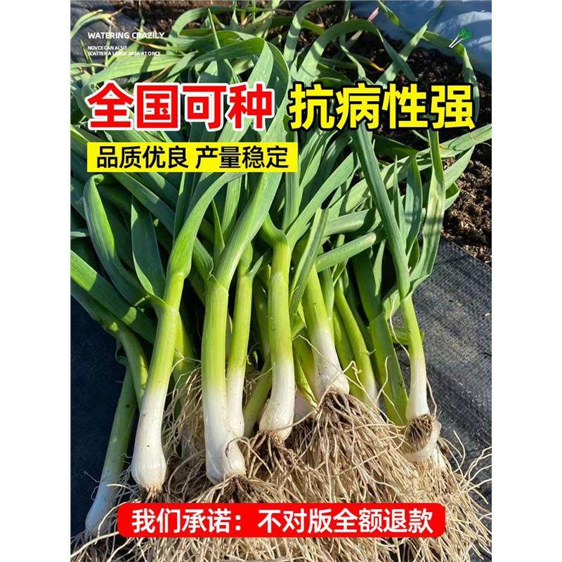 四季宽叶蒜苗蒜种大蒜种子种籽大蒜头红根紫皮自种红皮大蒜苗种子