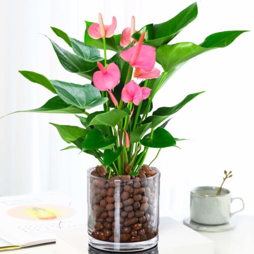 粉掌白掌盆栽植物室内花卉好养水培一帆风顺红掌水养四季常青绿植 - 图0