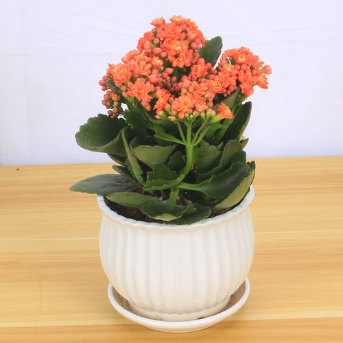 长寿花盆栽重瓣花苗四季开花的花带花苞观花植物室内大盆花卉好养 - 图1