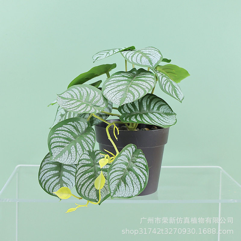 新款亚马逊绿植垂条盆栽组合 家居桌面摆件吊钟仿真植物绿植盆景,淘宝优惠券,粉丝福利购,淘宝优惠卷