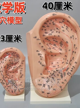 教学版耳穴模型多穴位针灸耳朵穴位模型耳穴模具特大耳模型带支架