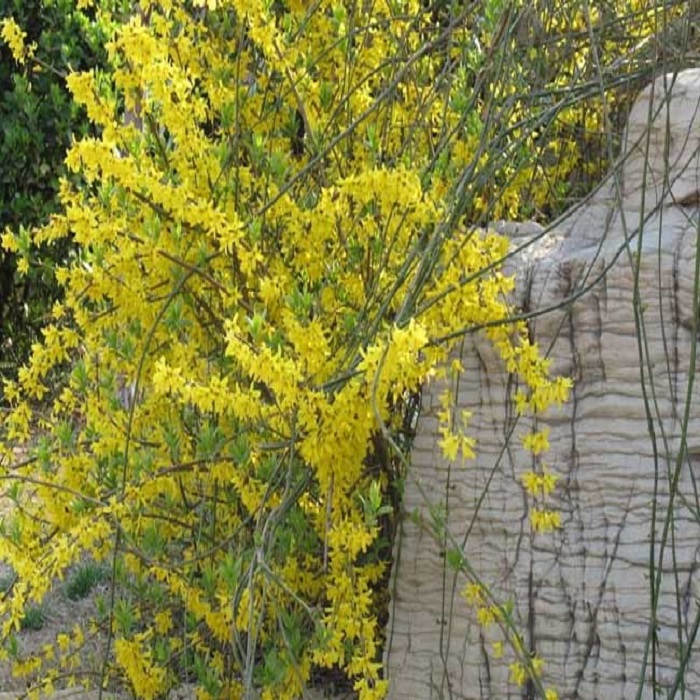 迎春花苗垂吊花卉连翘花树苗庭院阳台绿化苗盆栽地栽室外耐寒植物 - 图1