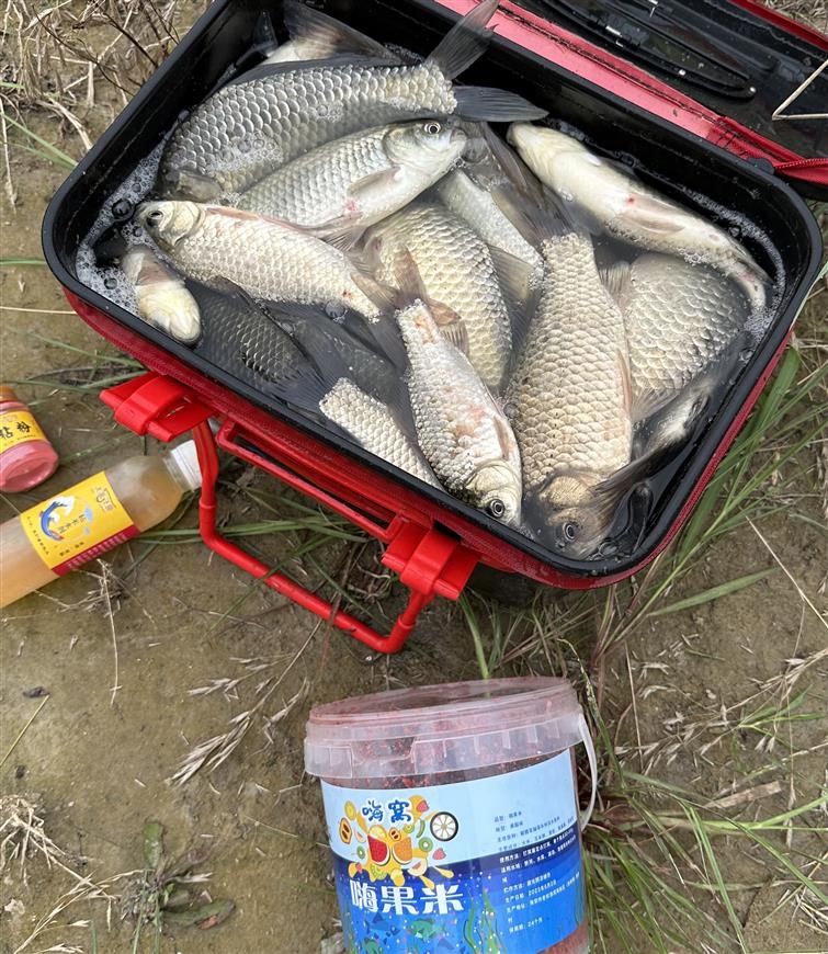 大禹飞鱼 嗨窝嗨果米夏季高温闷热天气野钓鲫鱼果味酸甜酒米窝料