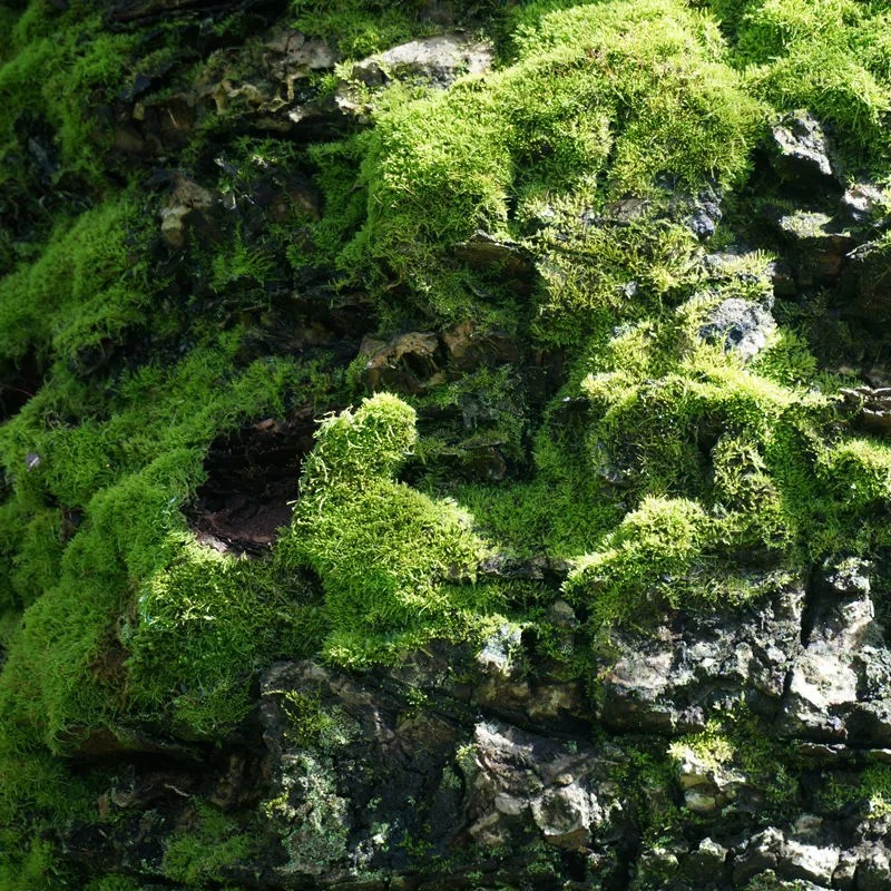 鲜活苔藓植物盆景铺面假山青苔微景观diy材料水陆缸吸水石白发藓-图0