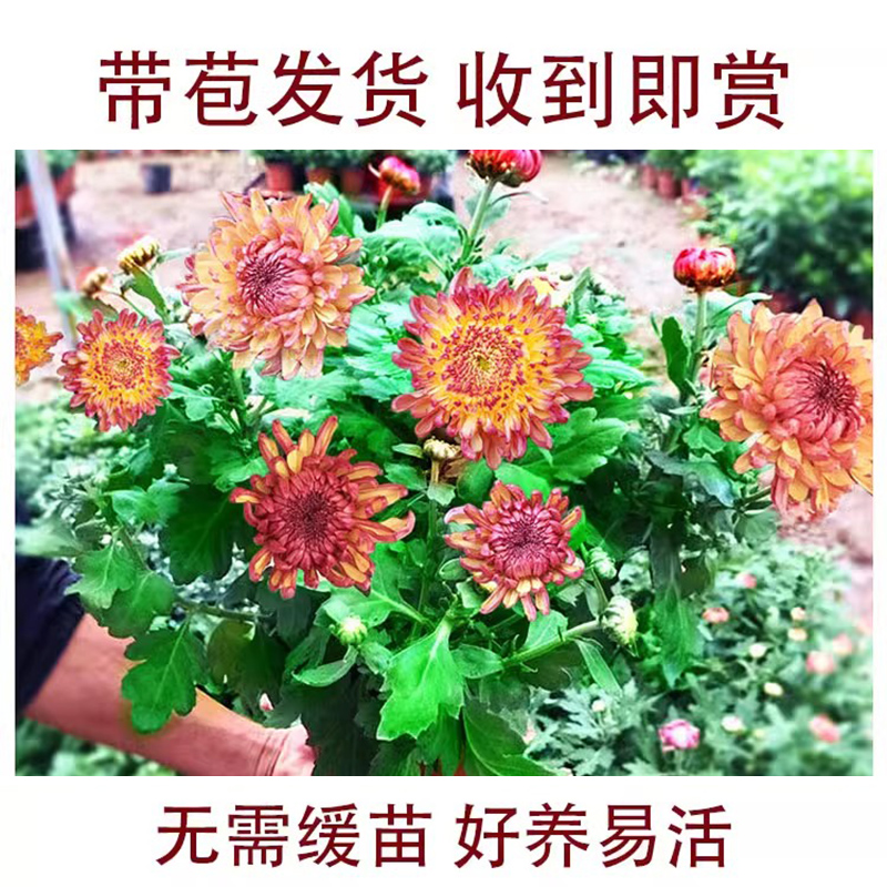 各种菊花苗大花带花苞盆栽四季特大花开花秋菊花苗适合懒人养的花 - 图0