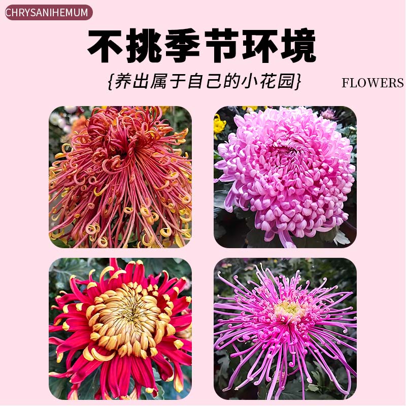 各种菊花苗大花带花苞盆栽四季特大花开花秋菊花苗适合懒人养的花 - 图2
