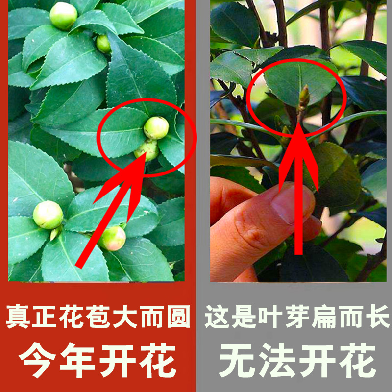 茶花树苗山茶花盆栽五色赤丹带花苞香妃花苗室内四季花卉开花植物