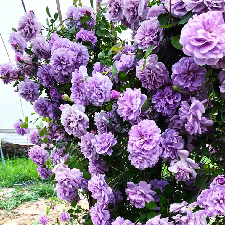 蓝色阴雨月季墙微花树苗爬藤蔷薇花苗四季开花适合院子里种植的花 - 图0