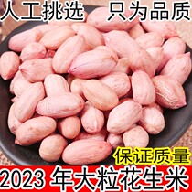 Peanut Rice Raw New Shandong New Goods 2023 Big Grain Farmhouse Fresh Extra-special Grade This Year Quality Peanut Benevolent