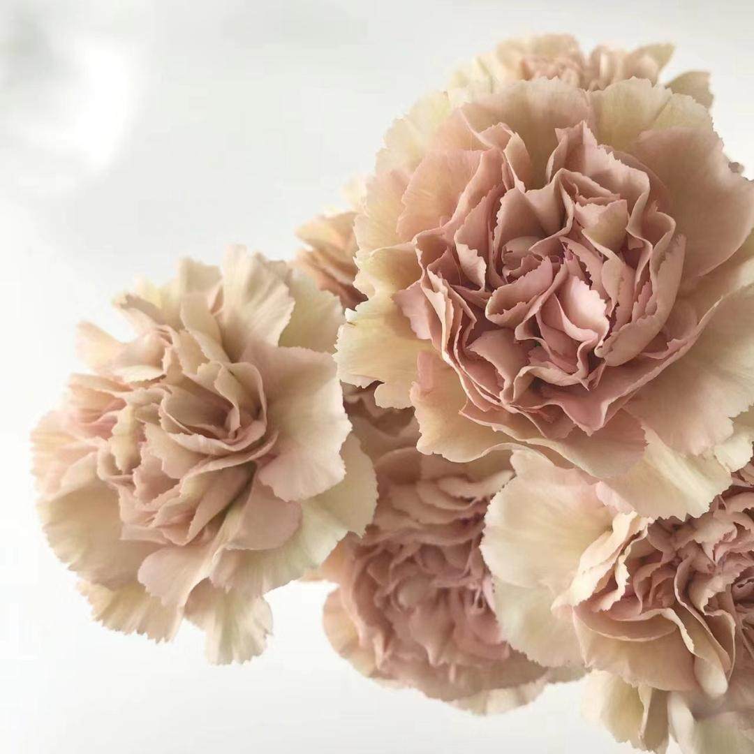 鲜花稀有康乃馨粉水晶繁华红绸云南昆明斗南市场基地直发真花水培,淘宝优惠券,粉丝福利购,淘宝优惠卷