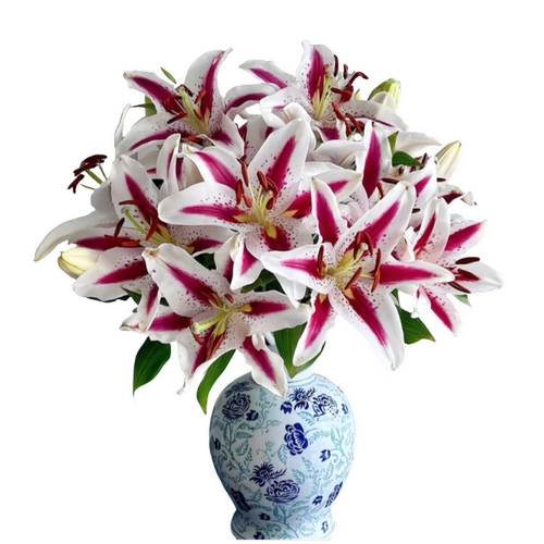 香水百合花鲜花直批粉白黄家用黄天霸水养斗南花束云南花卉昆明 - 图3