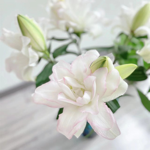 A冰美人重瓣香水百合鲜花紫云南基地直发家用水养插花束婚礼顺丰 - 图0
