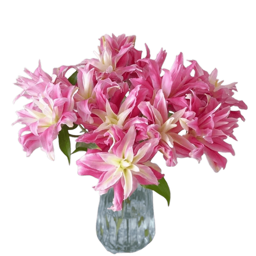 鲜花重瓣香水百合红丝带粉黛戴安娜昆明斗南基地直发家用水培插花 - 图3