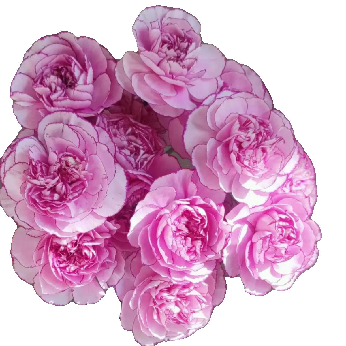 鲜花稀有康乃馨粉水晶繁华红绸云南昆明斗南市场基地直发真花水培,淘宝优惠券,粉丝福利购,淘宝优惠卷