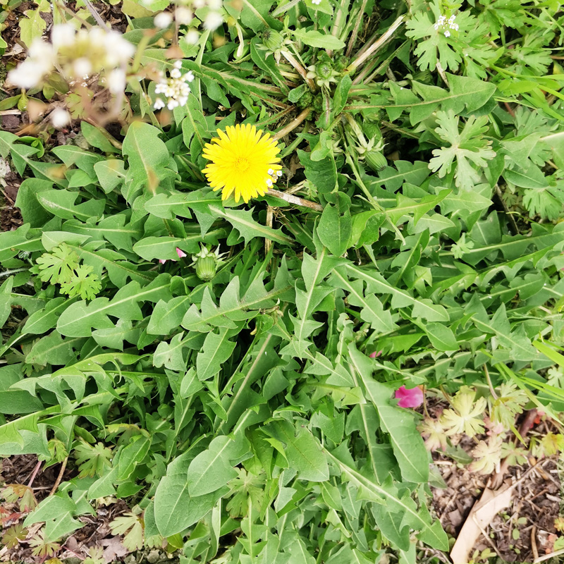 蒲公英新鲜5斤现挖山野菜苦菜婆婆丁花带根东北蘸酱菜嫩叶草-图1