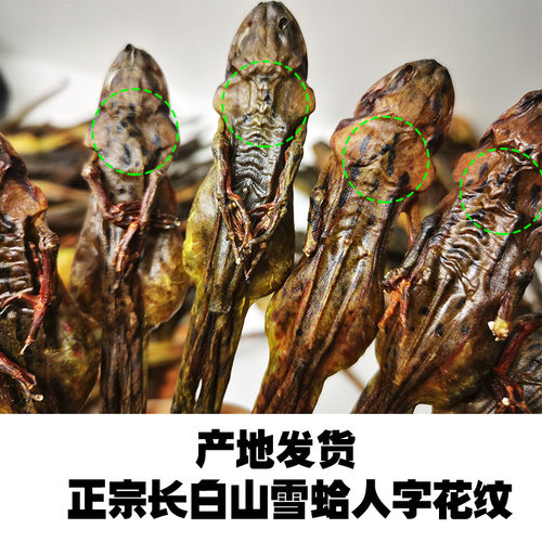 蛤蟆干雪蛤油正宗东北长白山正品林蛙干整只雪蛤膏哈什蚂干货10克 - 图1