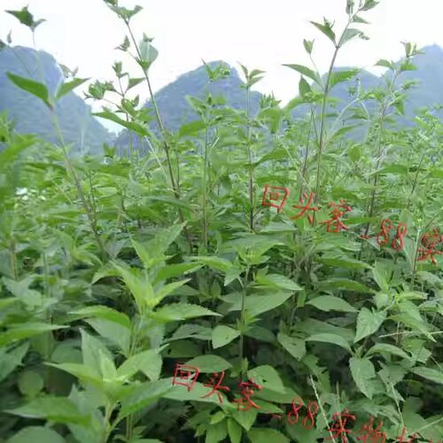 正宗连州连南清远溪黄草茶中药材狭基线纹香茶菜溪沟草苦原无加工 - 图1