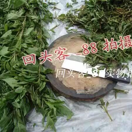 正宗连州连南清远溪黄草茶中药材狭基线纹香茶菜溪沟草苦原无加工 - 图3