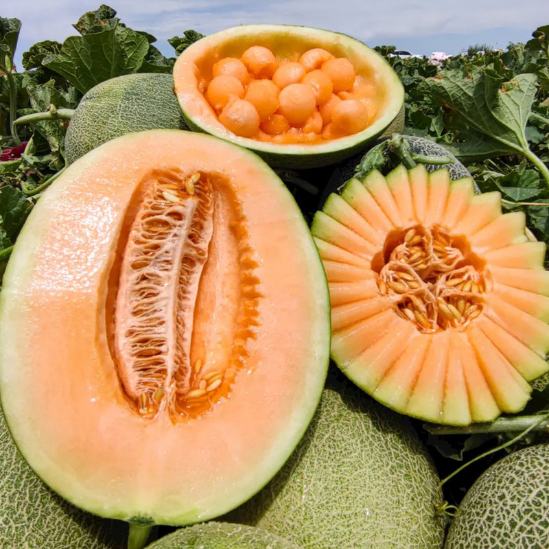 现摘新鲜山东哈密瓜水果当季网纹蜜瓜孕妇玫珑玲玉甜瓜冰淇淋超甜,淘宝优惠券,粉丝福利购,淘宝优惠卷