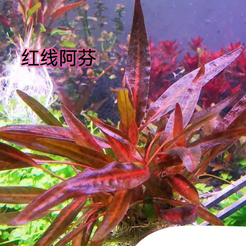 椒草类水下叶火烈鸟红线阿芬虎纹椒草缸造景极乐鸟咖啡椒新手淡水-图2