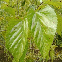 2 catty of new goods Sichuan Panzhihua Flower family mulberry dry leaves No Add no pesticide cream After mulberry leaf dried mulberry leaf tea