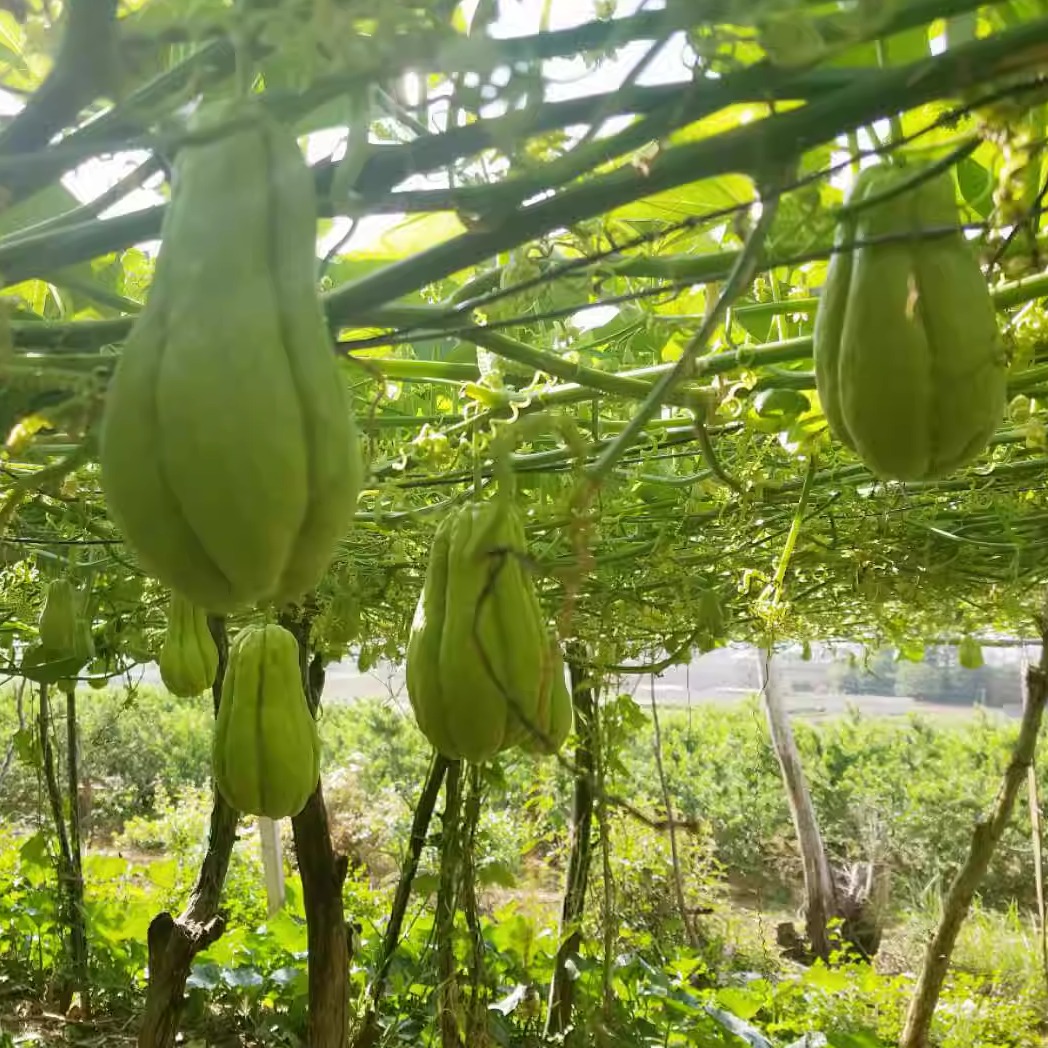 佛手瓜种带芽洋瓜丰收瓜洋丝瓜福寿瓜龙须菜老瓜农家自种植 - 图3