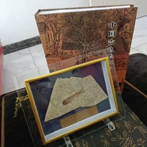 Fish fossil Liao West Chaoyang ancient bio wolverine fin fish fossil large fish plate hard plate single plate glass frame pendulum table