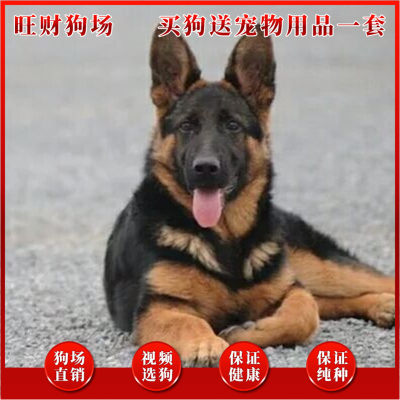 纯种大型德牧犬马犬德国牧羊犬幼犬活体出售弓背黑背警犬宠物狗狗 虎窝淘