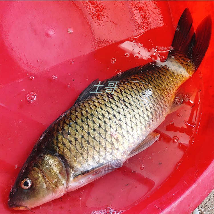 【可混拼】沙塘鳢棍子鱼鲫鱼鲤鱼鳜鱼武昌鱼甲鱼花鲢黄辣丁翘嘴鱼 - 图3