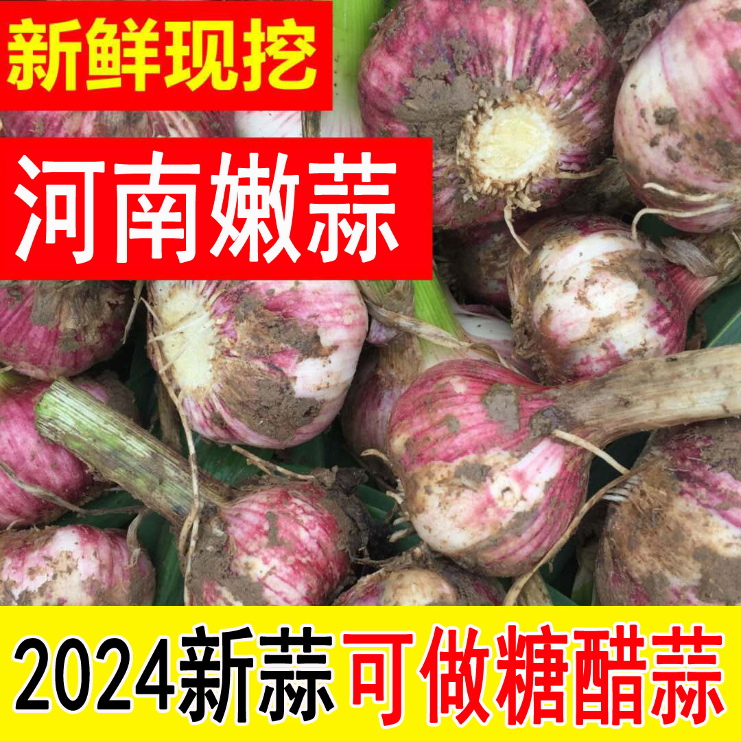 河南2024年现挖鲜蒜头新鲜大蒜紫皮杞县5斤装包邮湿大蒜腌糖蒜-图0