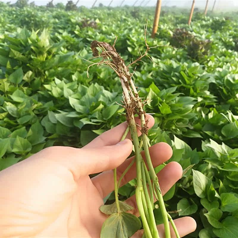 烟薯25红薯苗新鲜100颗 豫薯香番薯