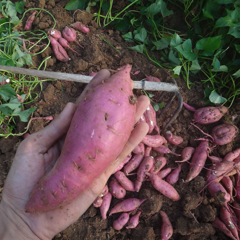 农家白心10斤整箱聚湖北板栗薯地瓜 豫薯香番薯
