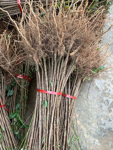 优质毛桃苗桃幼苗桃树苗桃子芽苗桃树直生苗落叶占地树苗桃核芽苗 - 图0